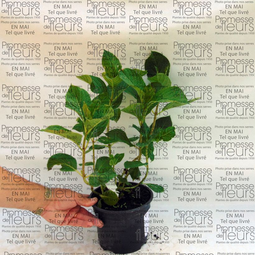 Esimerkki toimitetusta Jalohortensia Tea Time Together 2 litran/3 litran ruukku-taimesta