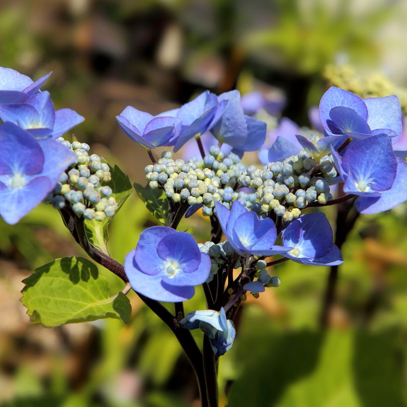 Jalohortensia Zorro (Kukinta)