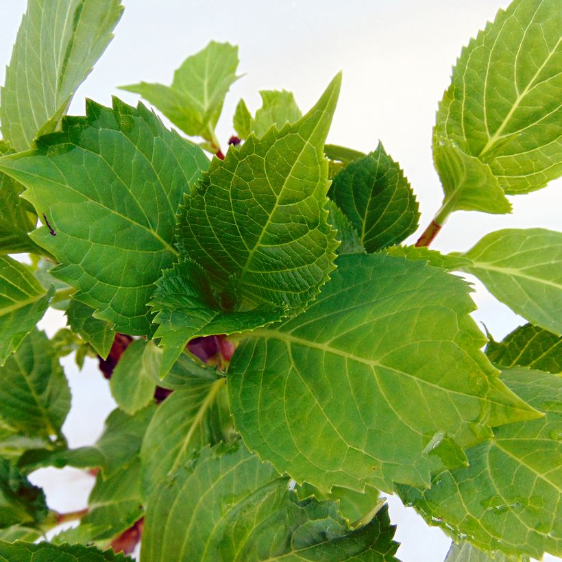 Jalohortensia Zorro vaaleanpunainen (Lehvistö)