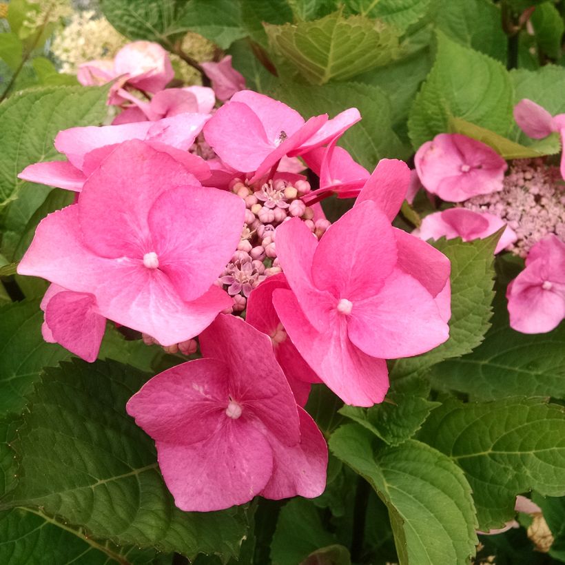 Jalohortensia Zorro vaaleanpunainen (Kukinta)