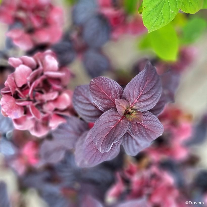 Jalohortensia Black Velvet (Lehvistö)
