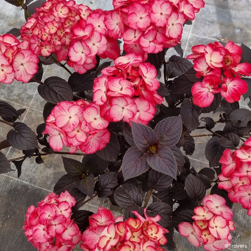 Jalohortensia Black Velvet (Kukinta)