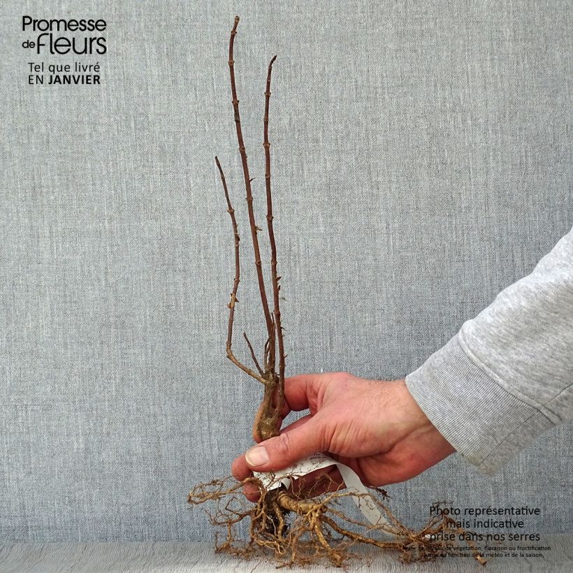 Esimerkki talvella toimitetusta Syyshortensia Grandiflora Paljaat juuret-taimesta