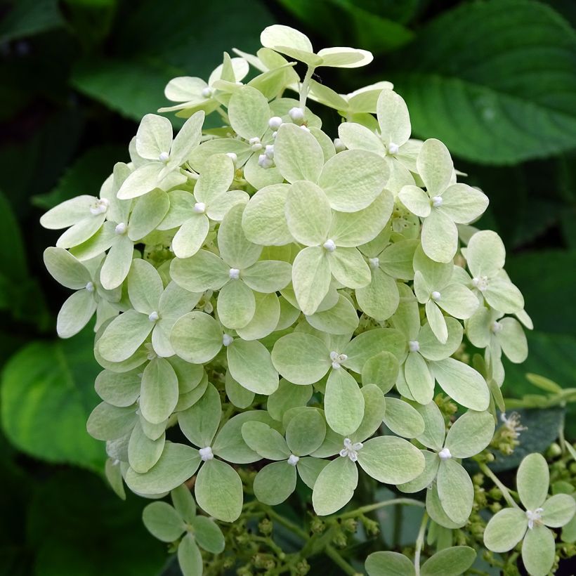 Syyshortensia Pastelgreen (Kukinta)