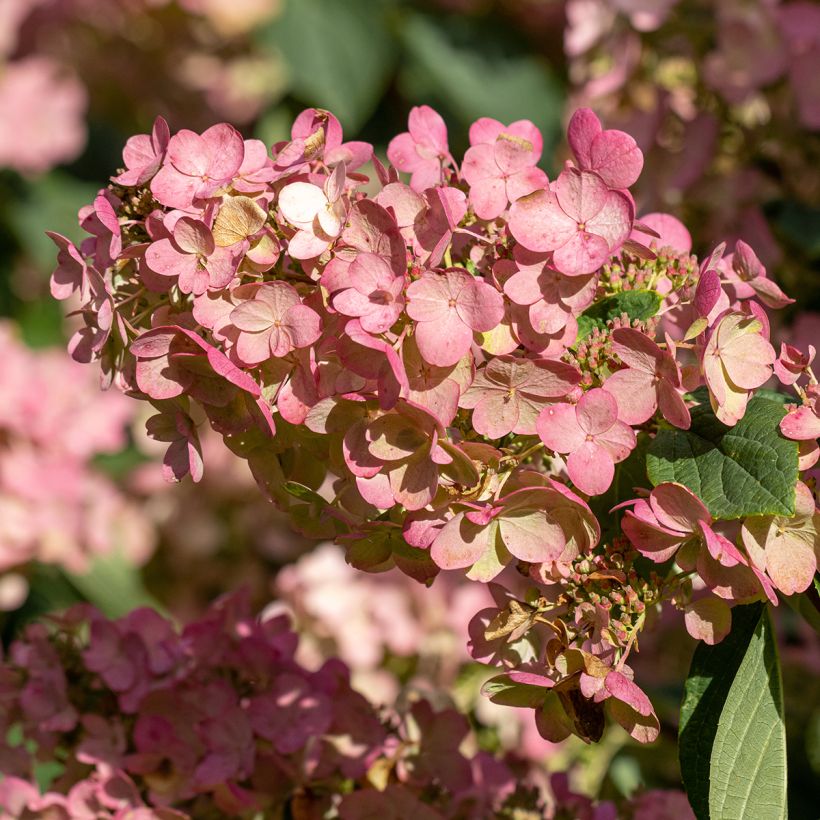 Syyshortensia Pink diamond (Kukinta)
