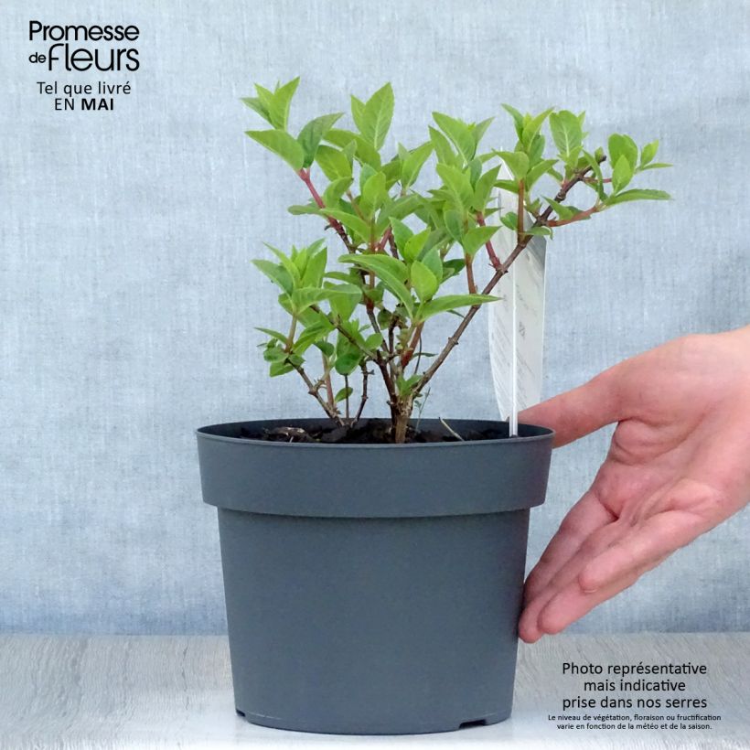 Example of Syyshortensia Sundae Fraise Pot de 2L/3L as you get in printemps