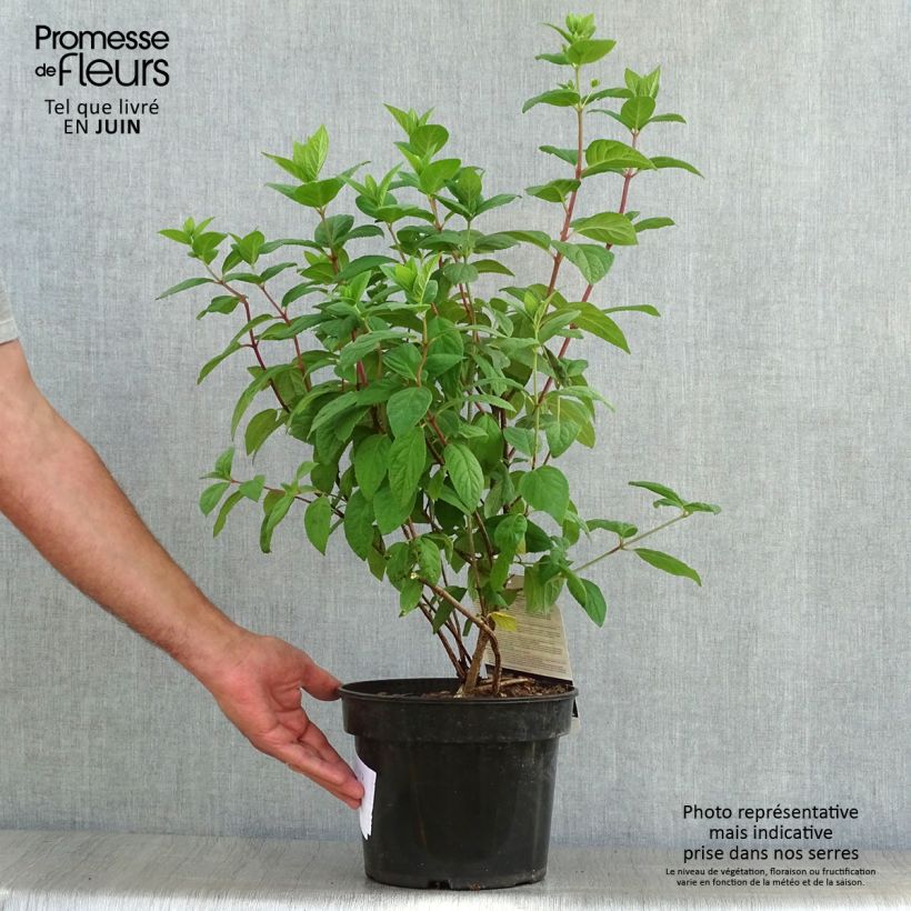 Esimerkki kesällä toimitetusta Syyshortensia White Diamonds Pot de 3L/4L-taimesta