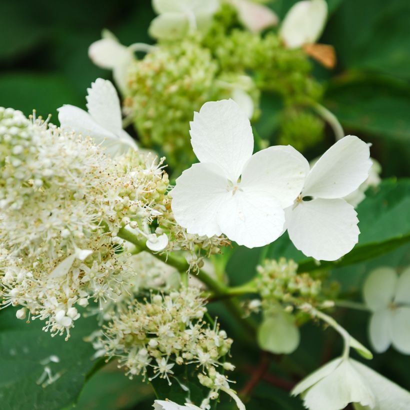Syyshortensia White Moth (Kukinta)