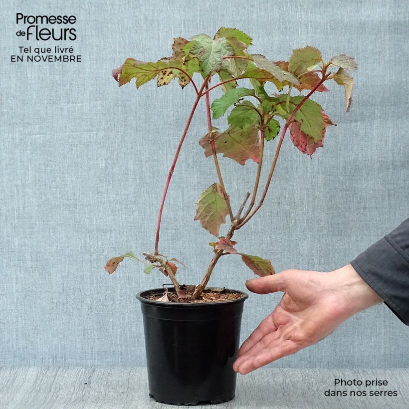 Esimerkki syksyllä toimitetusta Tammihortensia Harmony 2 litran/3 litran ruukku-taimesta