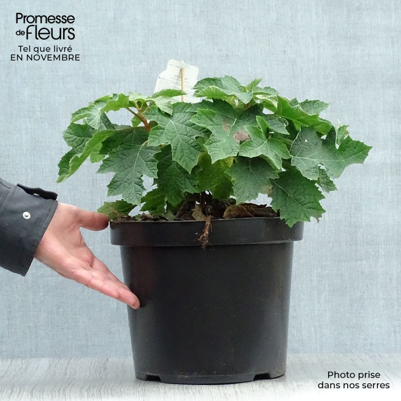 Esimerkki syksyllä toimitetusta Tammihortensia Jetstream 6 litran/7 litran ruukku-taimesta