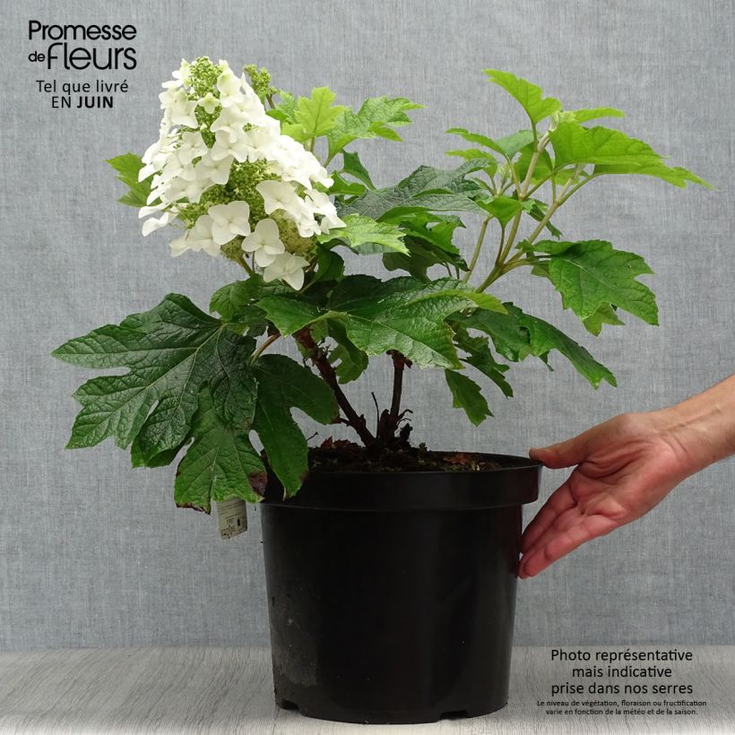 Esimerkki kesällä toimitetusta Tammihortensia Jetstream 6 litran/7 litran ruukku-taimesta