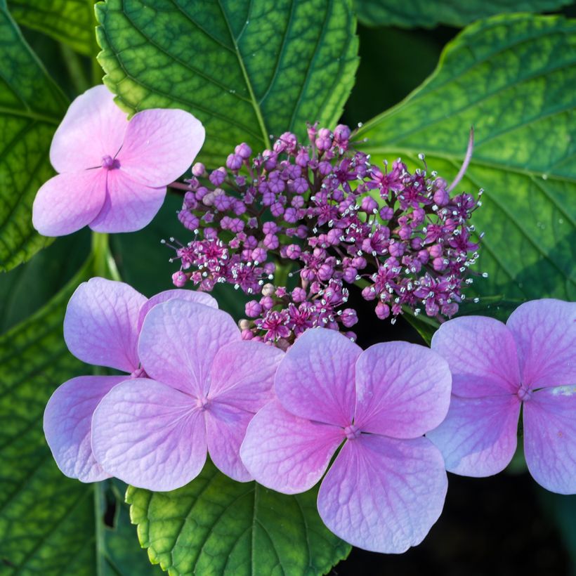 Safiirihortensia Avelroz (Kukinta)