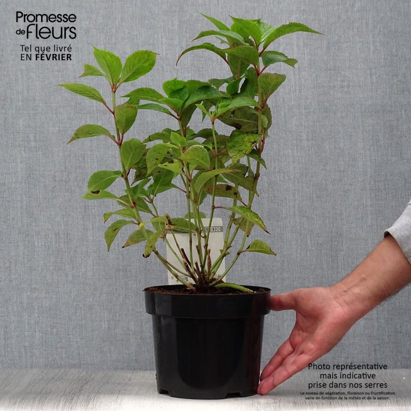 Esimerkki syksyllä toimitetusta Safiirihortensia Avelroz 2 litran/3 litran ruukku, Pensas-taimesta