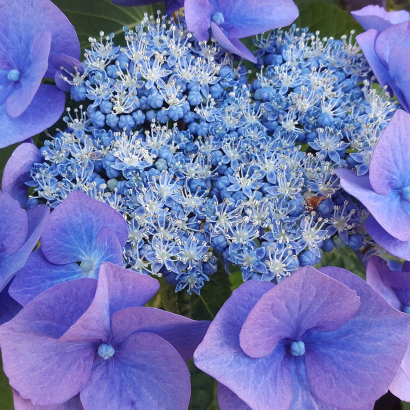 Safiirihortensia Blue Bird (Kukinta)