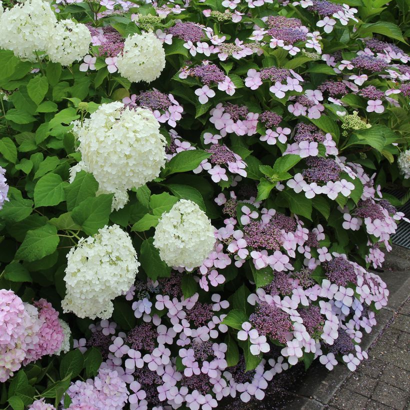 Safiirihortensia Blue Bird (Kasvutapa)