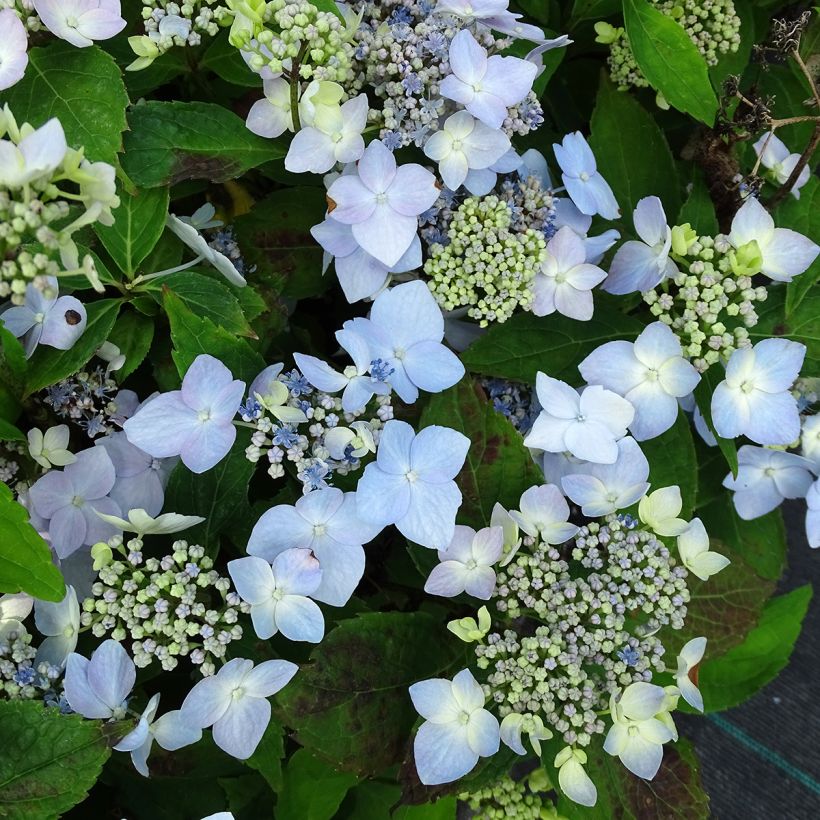 Safiirihortensia Blue Deckle (Kukinta)