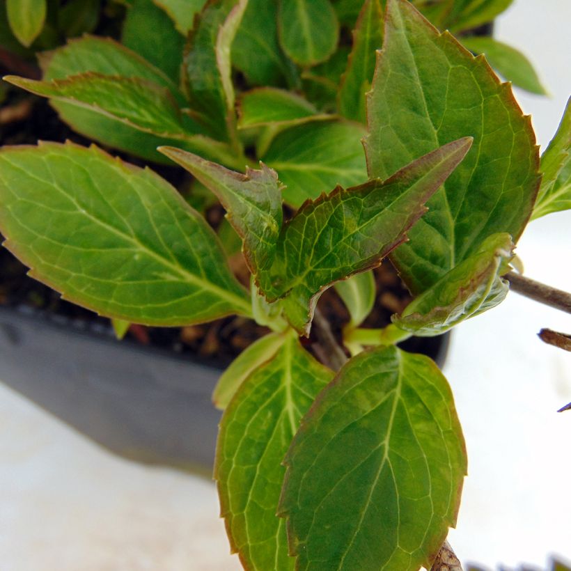 Safiirihortensia Cap Sizun (Lehvistö)