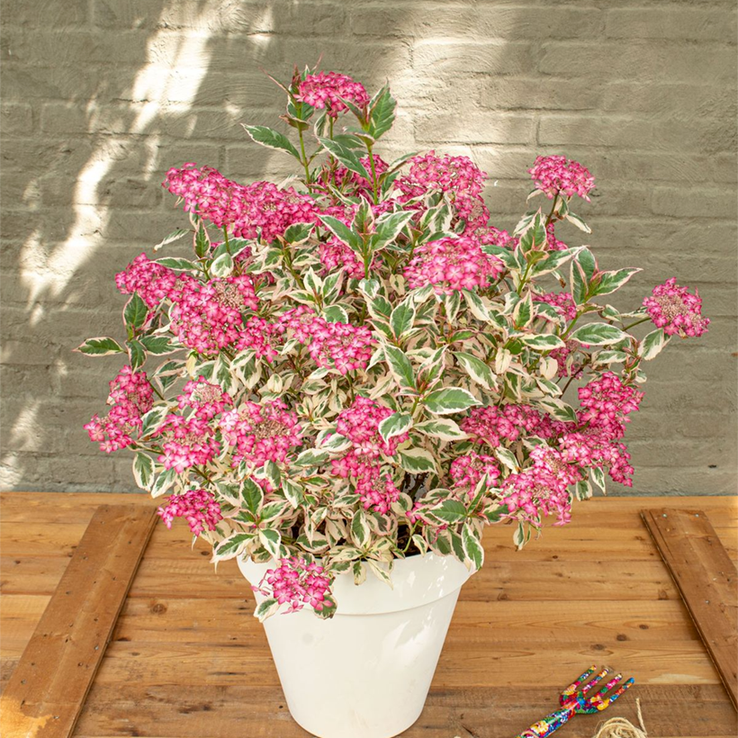 Safiirihortensia Euphoria Pink (Kasvutapa)