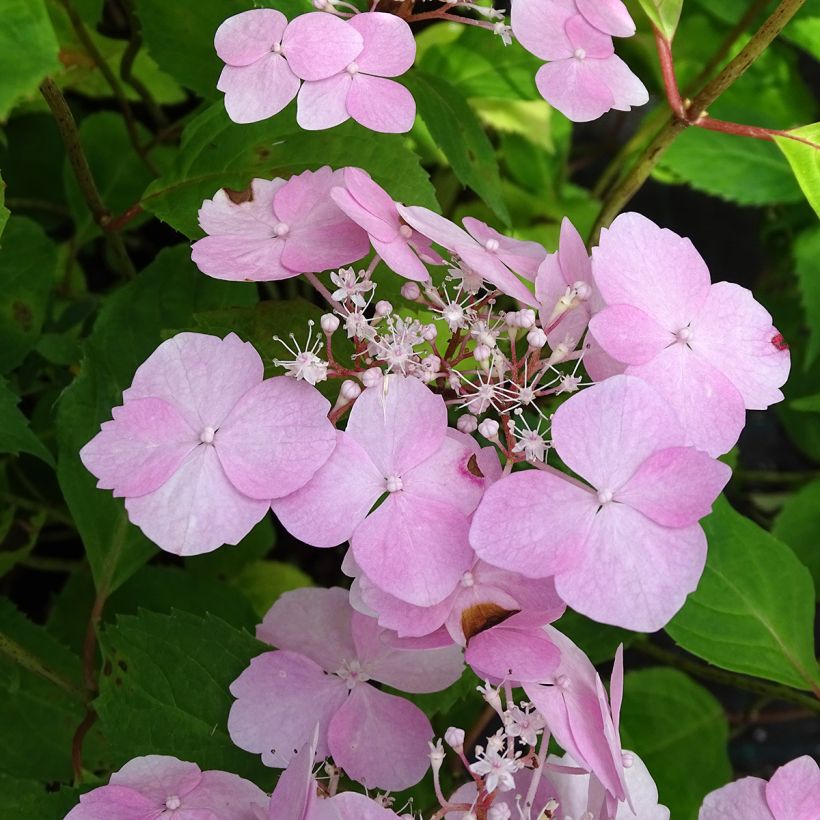 Safiirihortensia Graciosa (Kukinta)