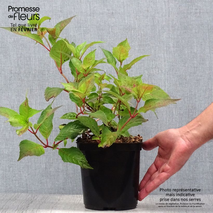 Esimerkki syksyllä toimitetusta Safiirihortensia Graciosa 2 litran/3 litran ruukku-taimesta