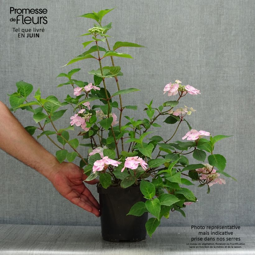Esimerkki kesällä toimitetusta Safiirihortensia Graciosa 2 litran/3 litran ruukku-taimesta