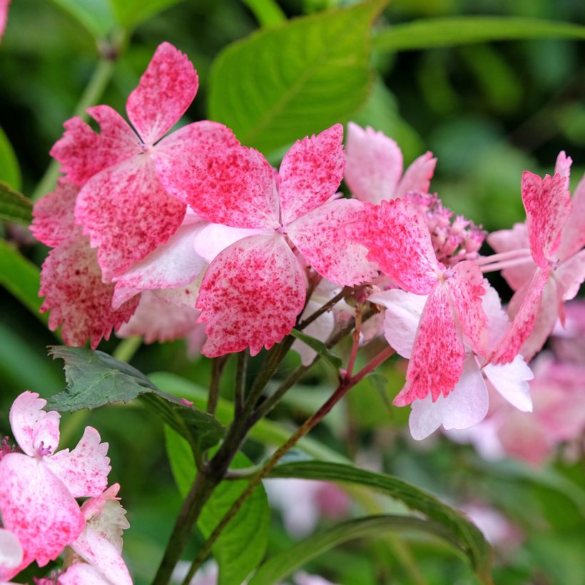 Safiirihortensia Grayswood (Kukinta)