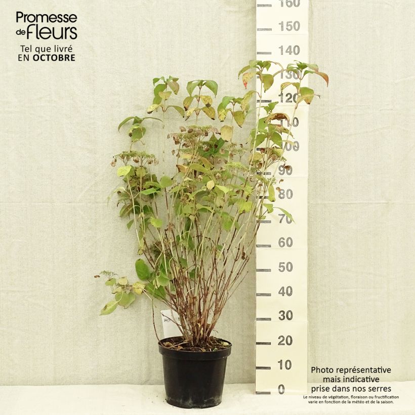 Esimerkki syksyllä toimitetusta Safiirihortensia Intermedia 7,5 litran / 10 litran ruukku-taimesta