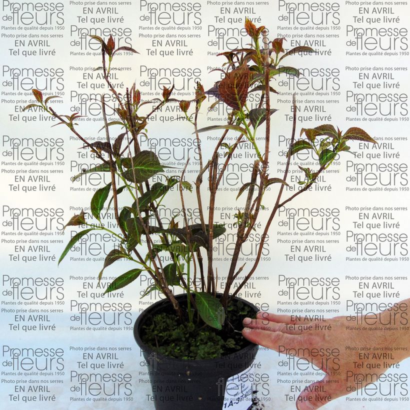 Esimerkki toimitetusta Safiirihortensia Kiyosumi 2 litran/3 litran ruukku-taimesta