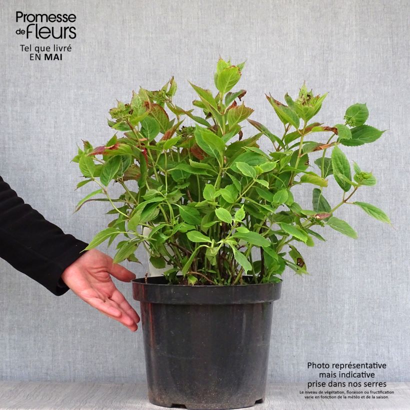 Esimerkki keväällä toimitetusta Safiirihortensia Magic Pillow 7,5 litran / 10 litran ruukku-taimesta