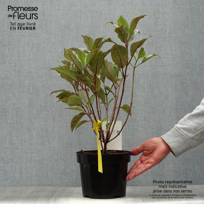 Esimerkki syksyllä toimitetusta Safiirihortensia Precioza 2 litran/3 litran ruukku-taimesta