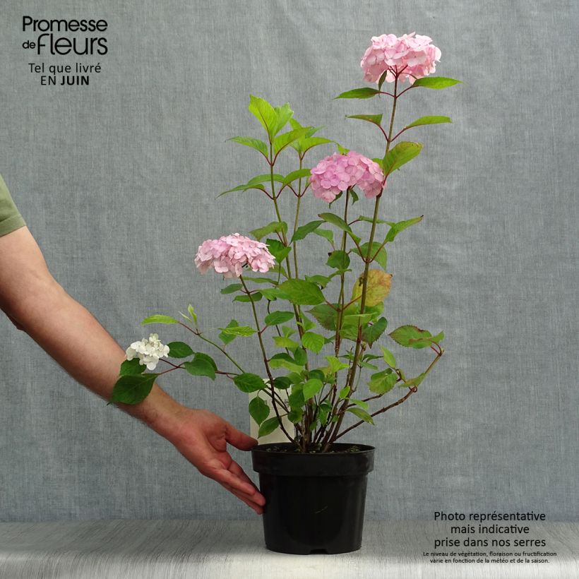Esimerkki kesällä toimitetusta Safiirihortensia Precioza 2 litran/3 litran ruukku-taimesta