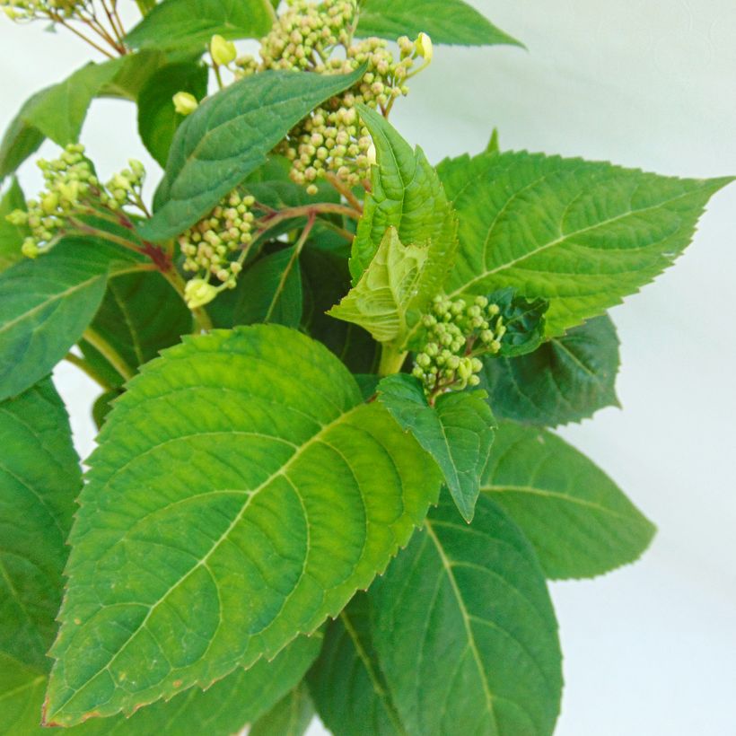 Safiirihortensia Shojo (Lehvistö)