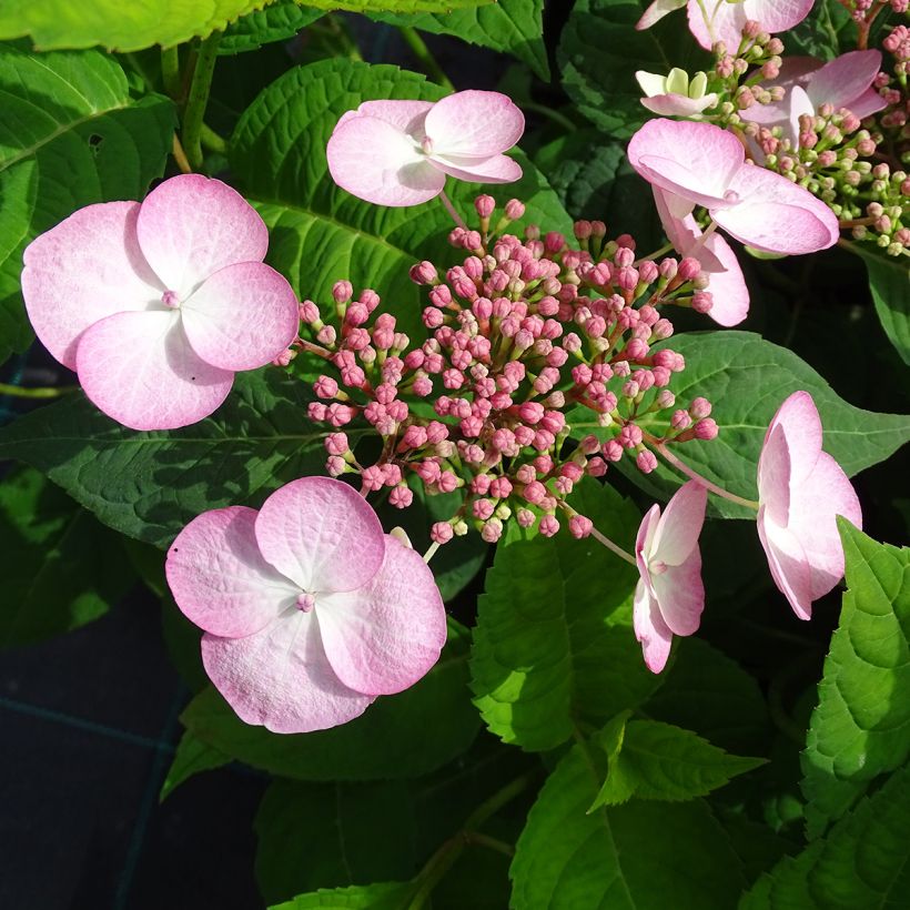 Safiirihortensia Shojo (Kukinta)