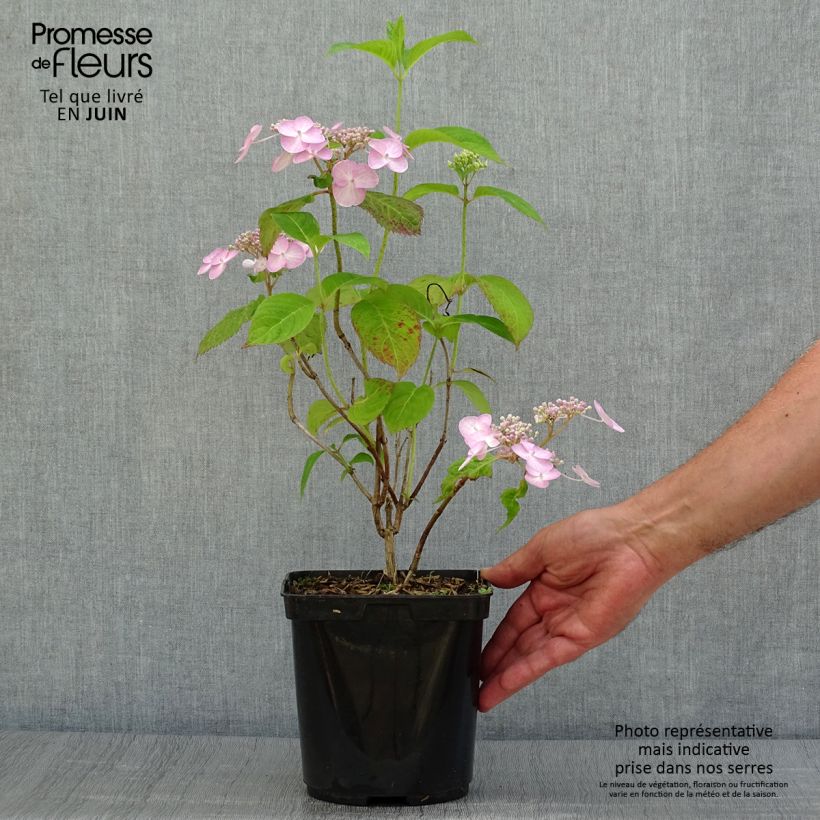 Esimerkki kesällä toimitetusta Safiirihortensia Shojo 2 litran/3 litran ruukku-taimesta