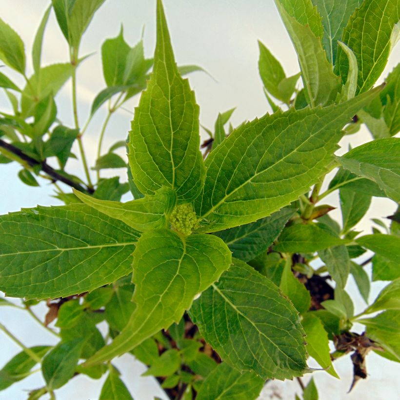 Safiirihortensia Tiara (Lehvistö)