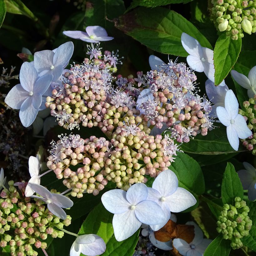 Safiirihortensia Tiara (Kukinta)