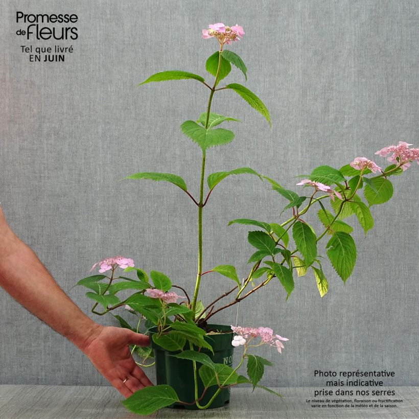 Esimerkki kesällä toimitetusta Safiirihortensia Veerle 3 litran/4 litran ruukku-taimesta