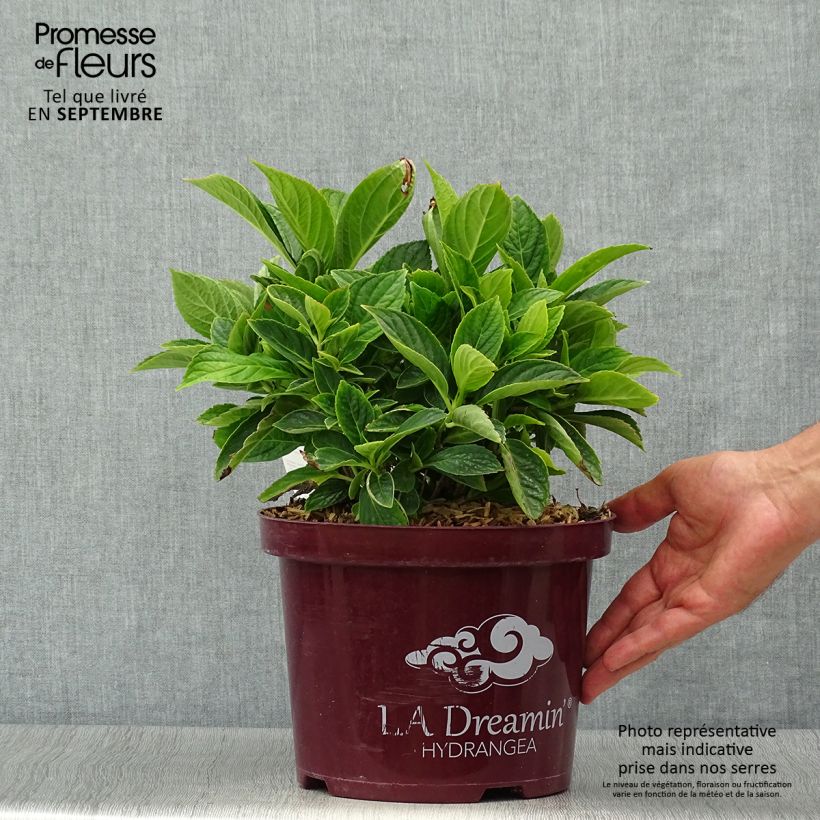 Esimerkki syksyllä toimitetusta Jalohortensia L.A Dreamin 4 litran/5 litran ruukku, Pensas-taimesta