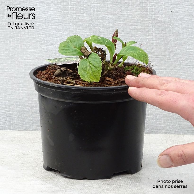 Esimerkki talvella toimitetusta Jalohortensia Magical Harmony 2 litran/3 litran ruukku-taimesta