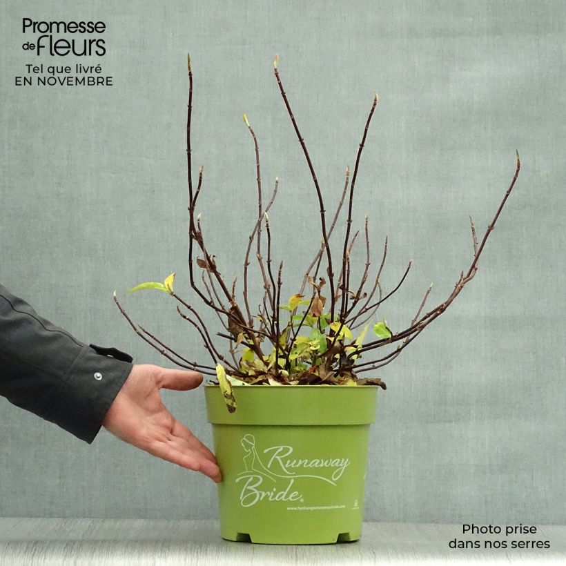 Esimerkki syksyllä toimitetusta Jalohortensia Runaway Bride 'Snow 6 litran/7 litran ruukku-taimesta