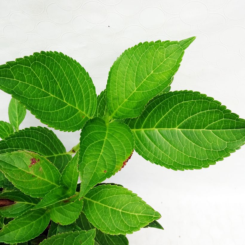 Jalohortensia Yamato (Lehvistö)