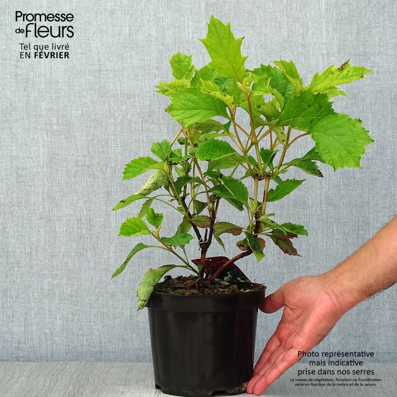 Esimerkki syksyllä toimitetusta Tammihortensia Sike's Dwarf 2 litran/3 litran ruukku-taimesta