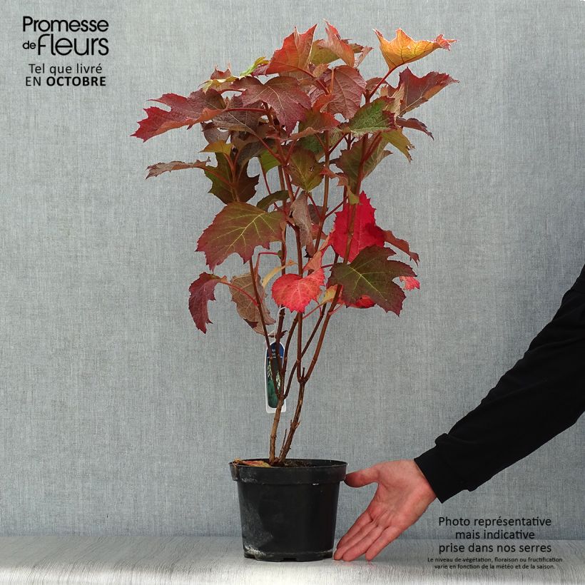 Esimerkki syksyllä toimitetusta Tammihortensia - Hydrangea quercifolia 2 litran/3 litran ruukku-taimesta