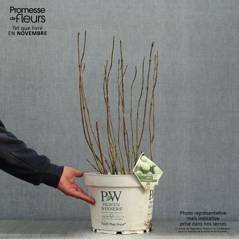 Esimerkki syksyllä toimitetusta Pallohortensia BellaRagazza Limetta 4 litran/5 litran ruukku-taimesta