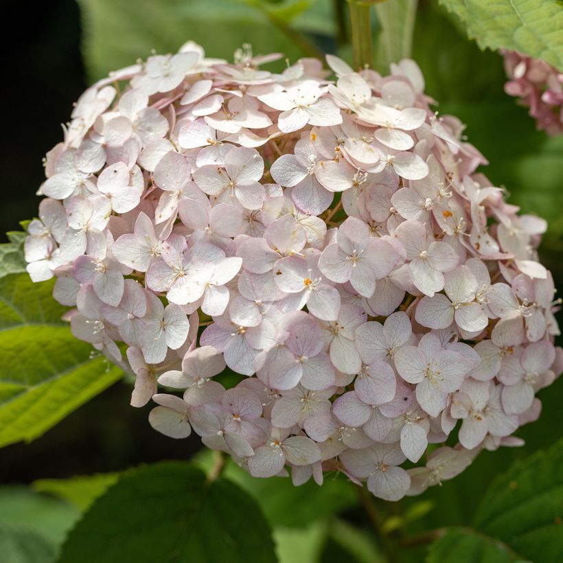 Pallohortensia Candybelle Bubblegum (Kukinta)