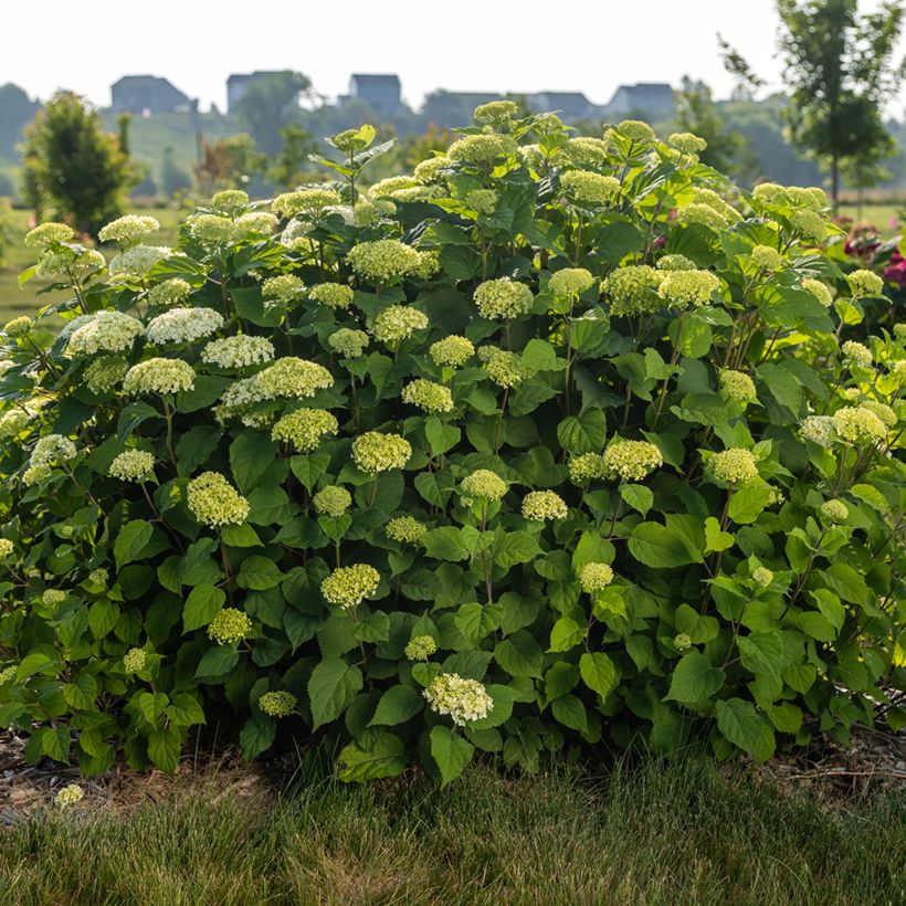 Pallohortensia FlowerWOW (Kasvutapa)