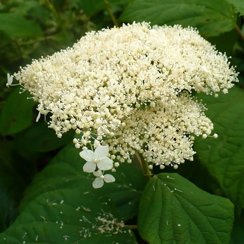 Pallohortensia Hills Of Snow (Kukinta)