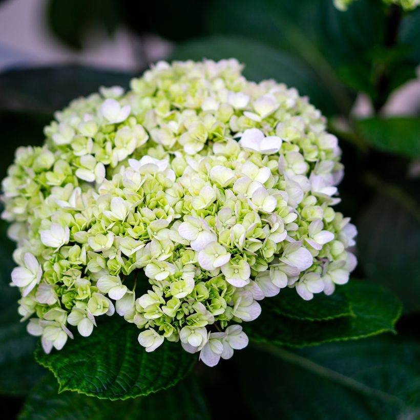 Pallohortensia Lime Rickey (Kukinta)