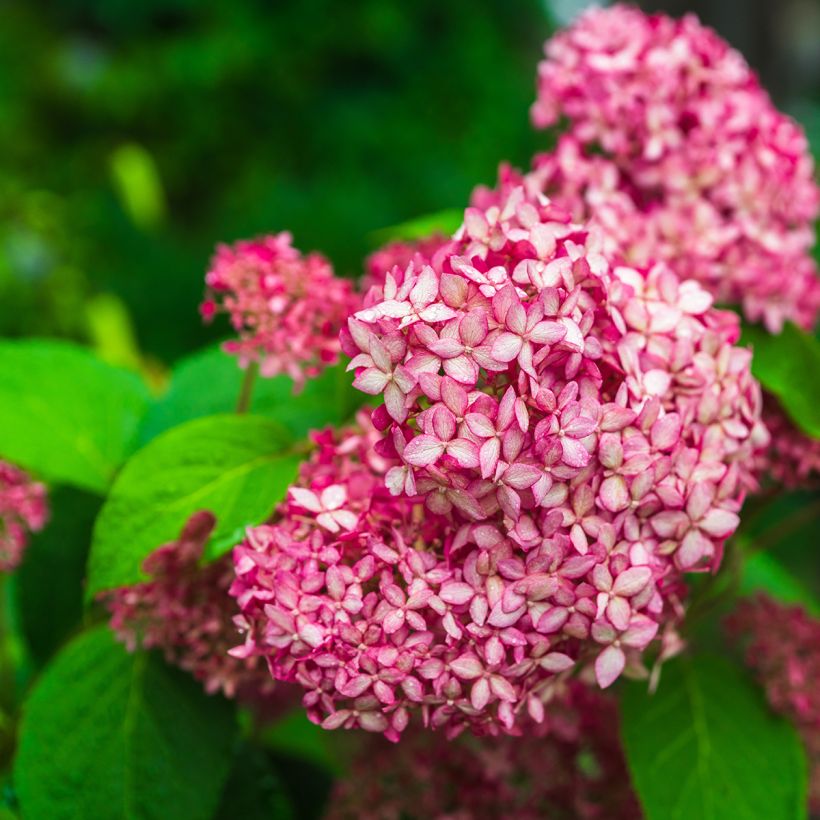Pallohortensia Pink Annabelle (Kukinta)