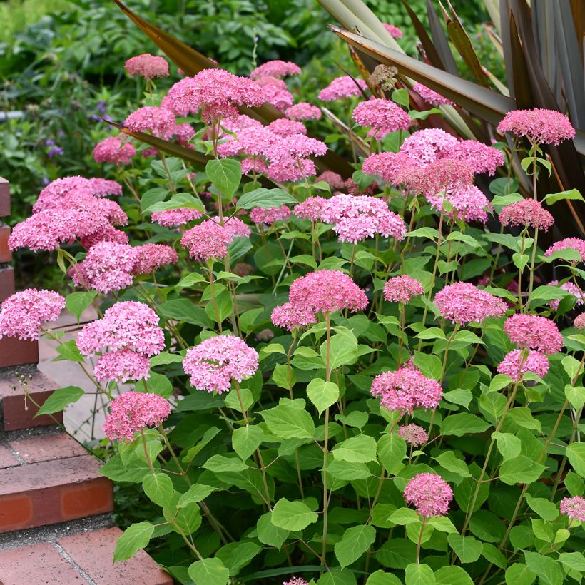 Pallohortensia Pink Annabelle (Kasvutapa)